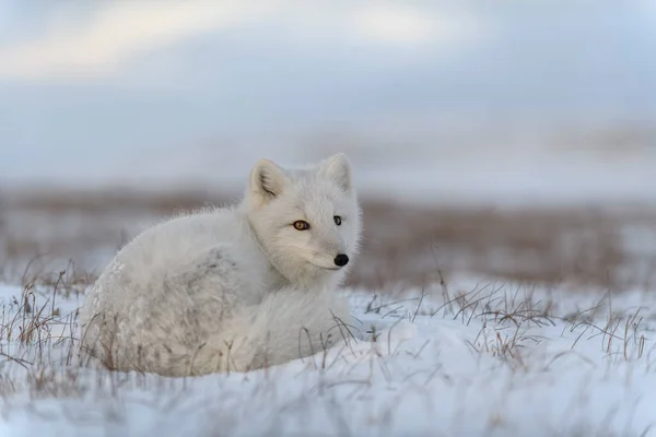 Arktischer Wildfuchs Vulpes Lagopus Der Tundra Winter Weißer Polarfuchs Liegt — Stockfoto