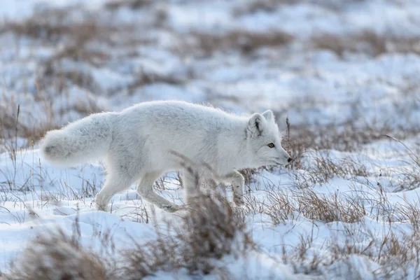 冬時間にツンドラで野生の北極キツネ Vulpes Lagopus 白狐の走り — ストック写真