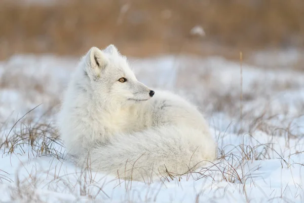 Raposa Ártica Tempo Inverno Tundra Siberiana Close — Fotografia de Stock