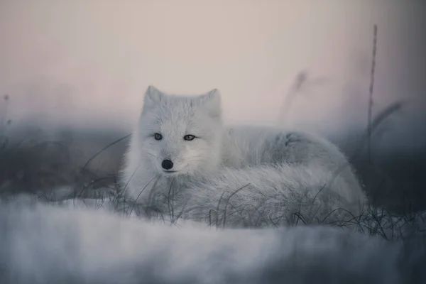 冬季冻土带中的野生北极狐狸 Vulpes Lagopus 北极白狐撒谎 — 图库照片