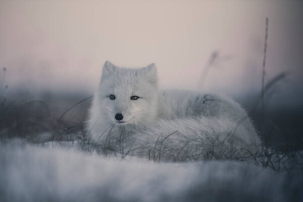 Wild arctic fox (Vulpes Lagopus) in tundra in winter time. White arctic fox lying.