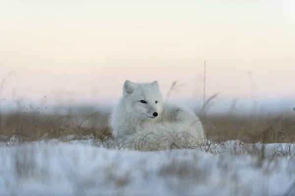 Wilde Poolvos Vulpes Lagopus Toendra Winter Witte Poolvos Liggend — Stockfoto