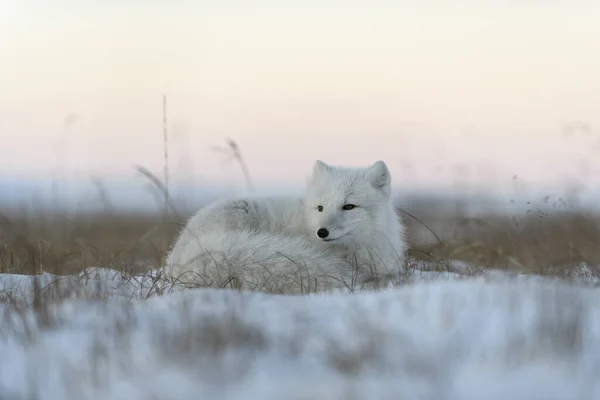 Άγρια Αρκτική Αλεπού Στην Τούνδρα Αρκτική Αλεπού Ψεύδεται Κοιμάται Στην — Φωτογραφία Αρχείου