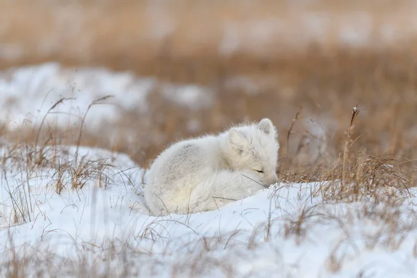 Renard Arctique Sauvage Dans Toundra Renard Arctique Couché Dormir Dans — Photo