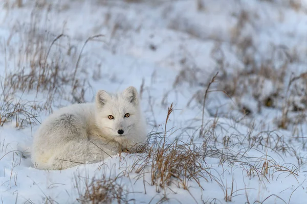 Raposa Ártica Tempo Inverno Tundra Siberiana — Fotografia de Stock