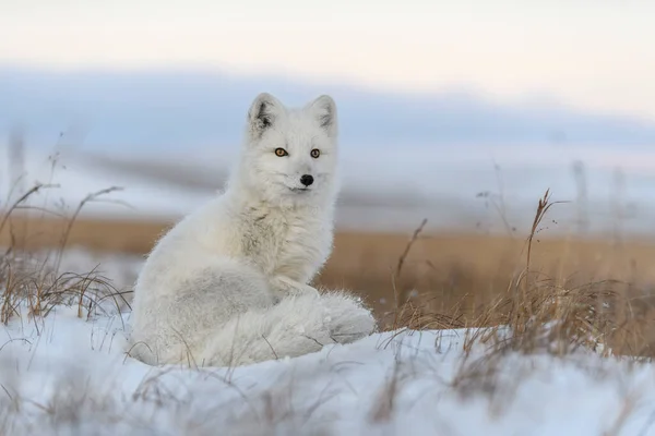 Räv Vulpes Lagopus Vild Tundra Arktisk Räv Sittande — Stockfoto