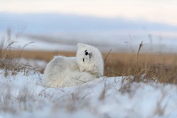Arktischer Wildfuchs Vulpes Lagopus Der Tundra Winter Weißer Polarfuchs Liegt — Stockfoto