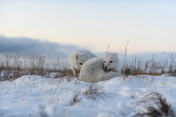 Duas Raposas Árticas Jovens Vulpes Lagopus Tundra Selvagem Raposa Ártica — Fotografia de Stock