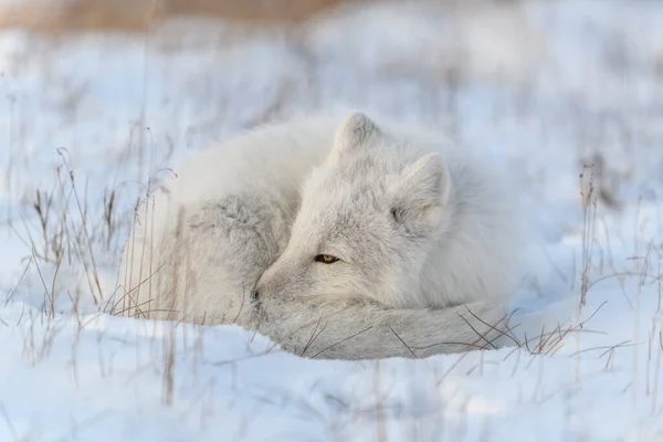 Арктическая Лиса Зимой Сибирской Тундре Крупным Планом — стоковое фото