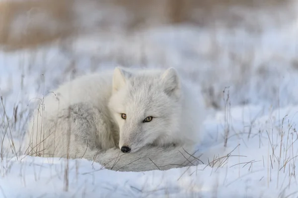 冬時間にツンドラで野生の北極キツネ Vulpes Lagopus 白い北極狐嘘 — ストック写真