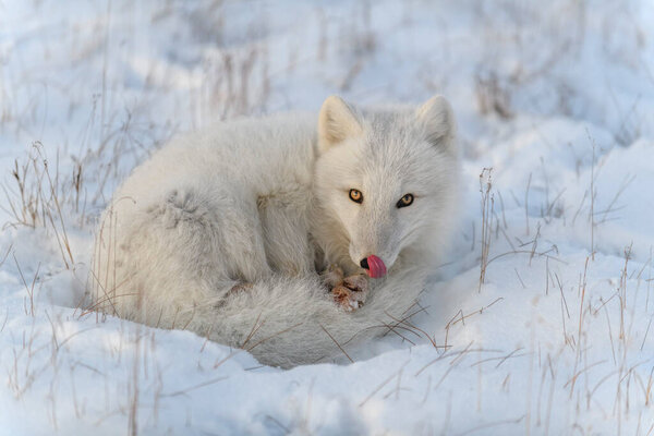 Wild arctic fox (Vulpes Lagopus) in tundra in winter time. White arctic fox lying.
