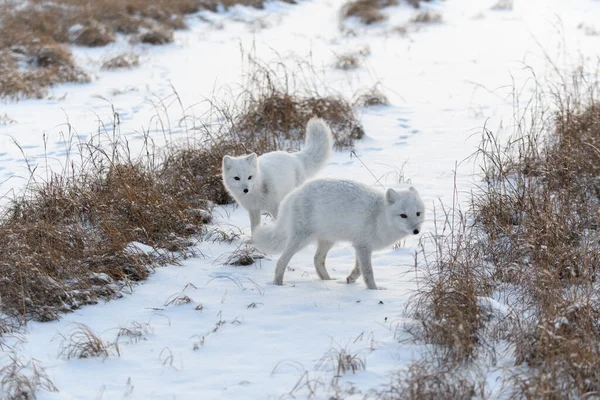 Duas Raposas Árticas Jovens Vulpes Lagopus Tundra Selvagem Raposa Ártica — Fotografia de Stock