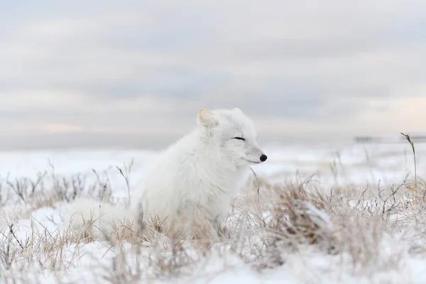 Polarfuchs Vulpes Lagopus Der Wilden Tundra Polarfuchs Sitzt — Stockfoto