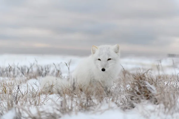 Arctische Vos Vulpes Lagopus Wilde Toendra Noordpoolvos Zit — Stockfoto