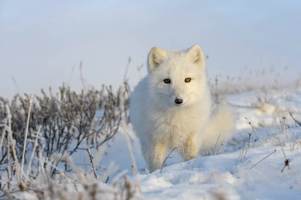 Arktischer Wildfuchs Vulpes Lagopus Der Tundra Winter Weißer Polarfuchs Aus — Stockfoto