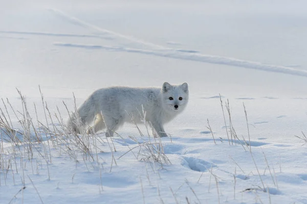 Raposa Ártica Tempo Inverno Tundra Siberiana — Fotografia de Stock