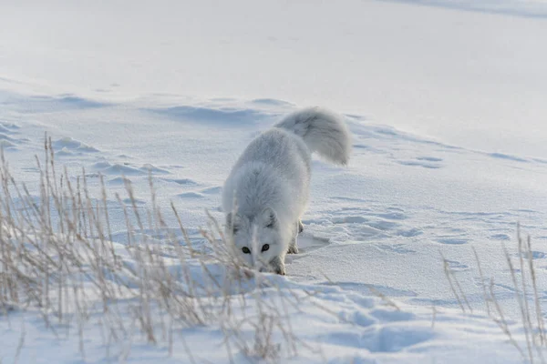 Raposa Ártica Selvagem Vulpes Lagopus Tundra Inverno — Fotografia de Stock