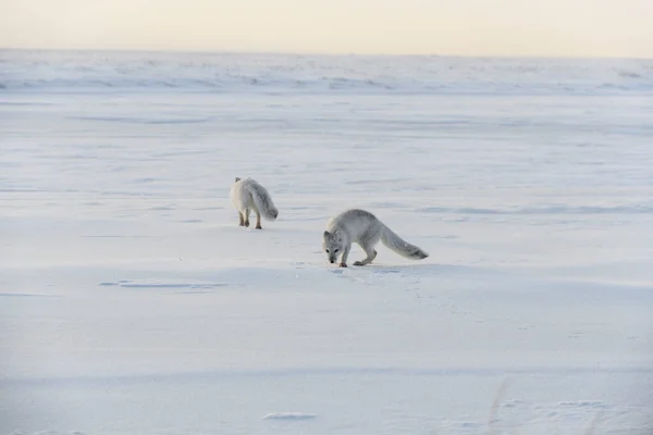 Duas Raposas Árticas Jovens Vulpes Lagopus Tundra Selvagem Raposa Ártica — Fotografia de Stock