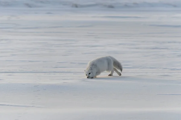 冬のツンドラで野生の北極キツネ Vulpes Lagopus — ストック写真