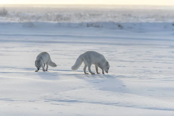 Twee Jonge Poolvossen Vulpes Lagopus Wilde Toendra Arctische Vos Speelt — Stockfoto