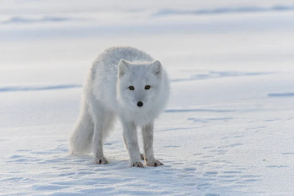 Renard Arctique Hiver Dans Toundra Sibérienne — Photo