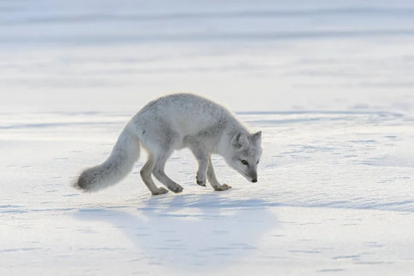 Liška Severní Zimním Čase Sibiřské Tundře — Stock fotografie