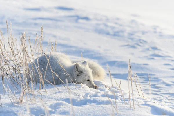 Arctic Fox Vulpes Lagopus Wilde Tundra Renard Arctique Couché Dormir — Photo