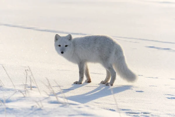 冬時間のシベリアツンドラの北極キツネ — ストック写真