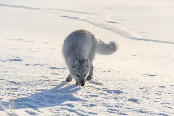 Zorro Ártico Tundra Siberiana Invierno —  Fotos de Stock