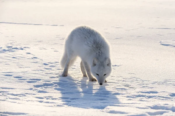 Arktická Liška Sibiřské Tundře Zimním Období — Stock fotografie
