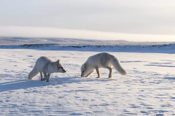 Dos Zorros Árticos Jóvenes Vulpes Lagopus Tundra Salvaje Zorro Ártico — Foto de Stock