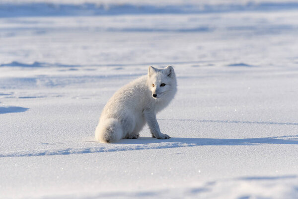 Arctic fox in Siberian tundra in winter time.