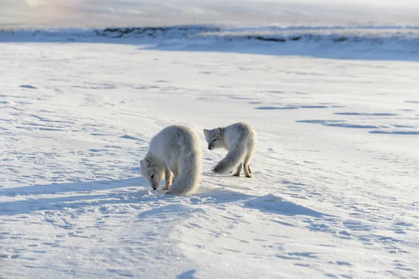 Два Молодих Арктичних Лисиці Vulpes Lagopus Вільній Тундрі Арктичні Лисиці — стокове фото