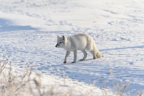 Arctische Vos Siberische Toendra Winter — Stockfoto