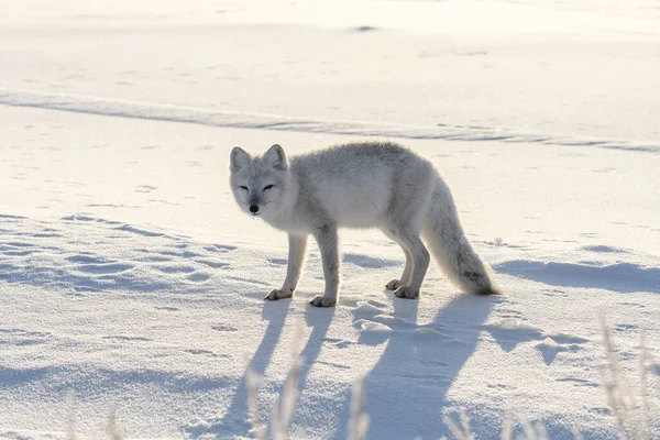 Polarfuchs Winter Der Sibirischen Tundra — Stockfoto