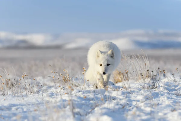 Raposa Ártica Tempo Inverno Tundra Siberiana — Fotografia de Stock