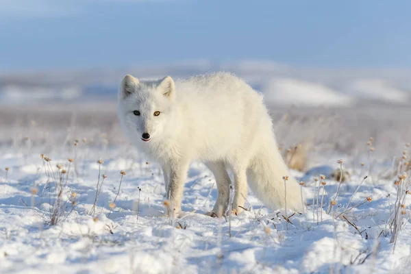 Hermoso Zorro Ártico Tundra Invierno Salvaje —  Fotos de Stock