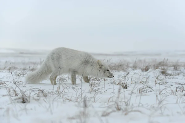 Zorro Ártico Invierno Tundra Siberiana — Foto de Stock