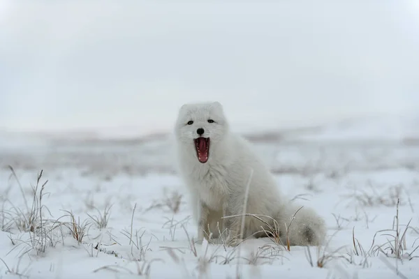 Raposa Ártica Selvagem Vulpes Lagopus Tundra Inverno Raposa Ártica Branca — Fotografia de Stock