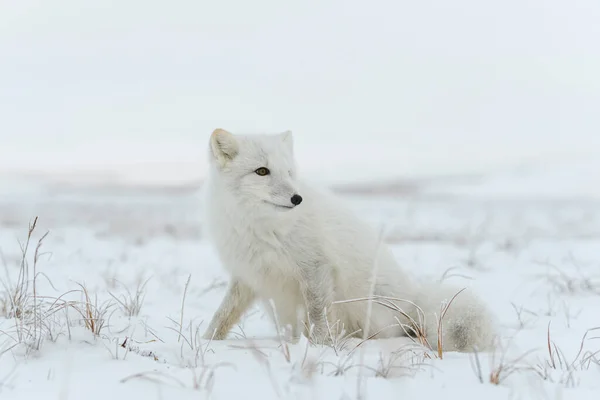 Polarfuchs Vulpes Lagopus Der Wilden Tundra Polarfuchs Sitzt — Stockfoto