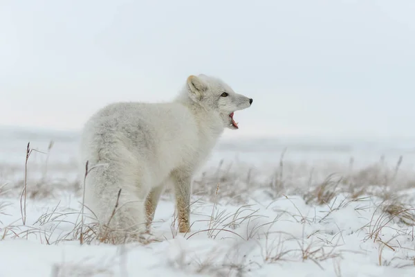Zorro Ártico Invierno Tundra Siberiana — Foto de Stock