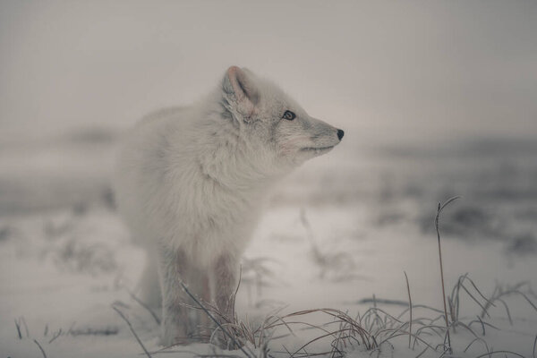 Beautiful arctic fox in wilde winter tundra.
