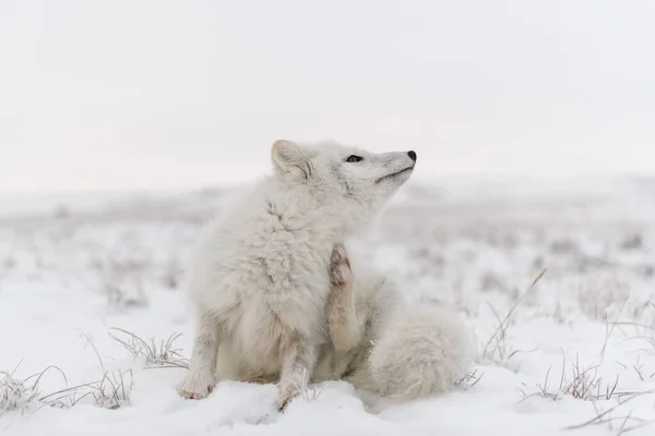 Арктична Лисиця Сидить Вільній Тундрі Викрадення Арктичної Лисиці — стокове фото