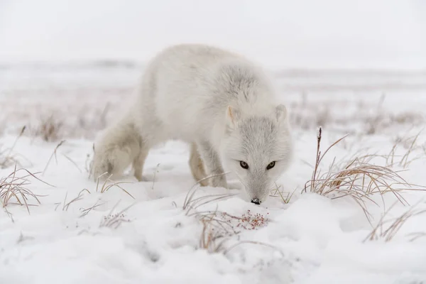 Raposa Ártica Tundra Siberiana Tempo Inverno — Fotografia de Stock