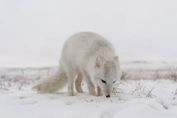 Arctische Vos Siberische Toendra Winter — Stockfoto