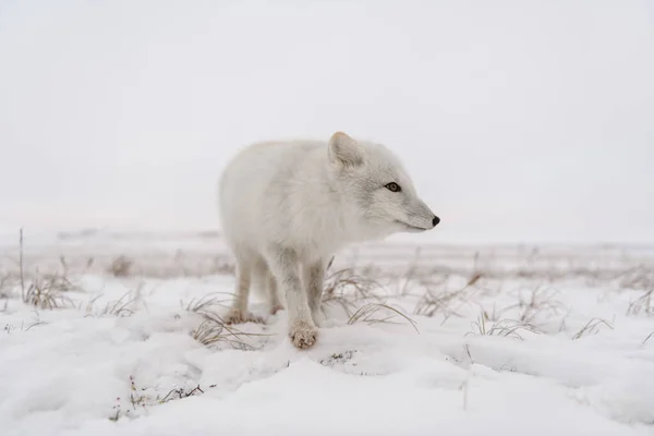Zorro Ártico Invierno Tundra Siberiana —  Fotos de Stock