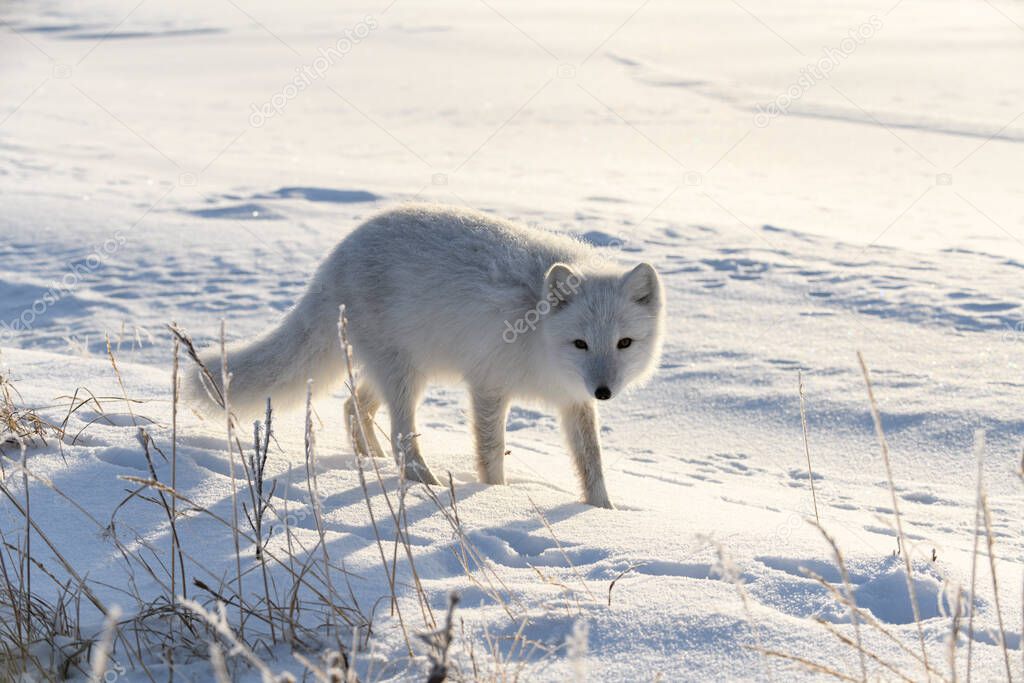 Arctic fox in winter time in Siberian tundra  