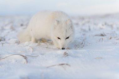 Kuzey Kutbu tilkisi (Vulpes Lagopus) Sibirya tundrasında kışın endüstriyel geçmişe sahiptir..