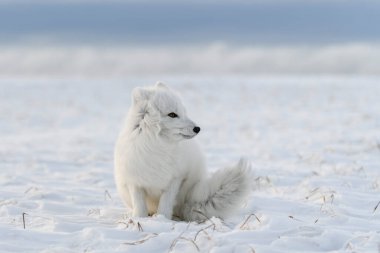 Kuzey Kutbu tilkisi (Vulpes Lagopus) Wilde Tundra 'da. Beyaz kutup tilkisi oturuyor.