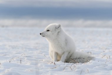 Kuzey Kutbu tilkisi (Vulpes Lagopus) Sibirya tundrasında kışın endüstriyel geçmişe sahiptir..